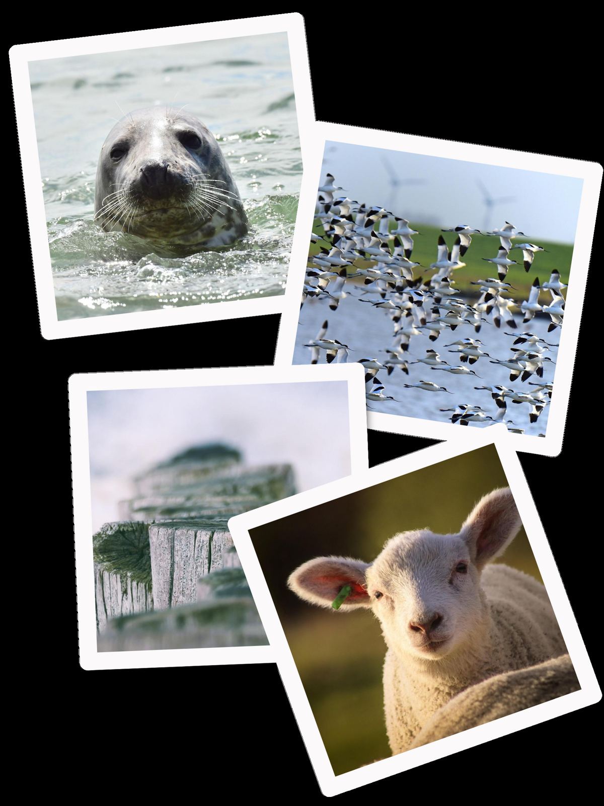 Impressionen aus Friedrichskoog